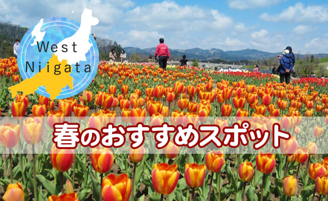 West Niigata 春のおすすめスポット！楽しいイベント！