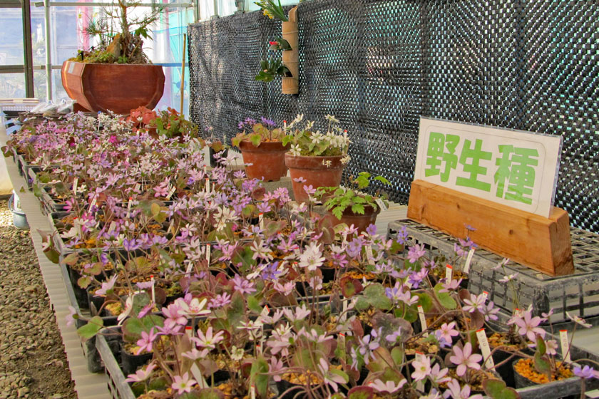 大崎雪割草の里 雪和移送まつり