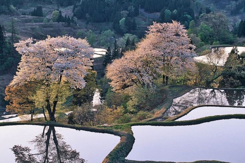 儀明の棚田