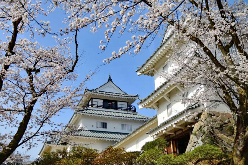 悠久山桜まつり
